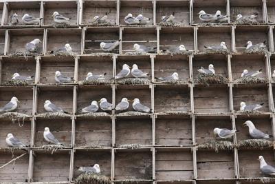 Arctic birders combat impact of climate change and avian flu on delicate ecosystem