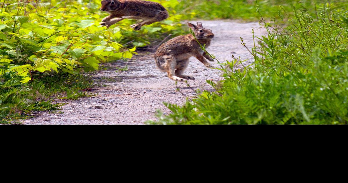 Wild Toronto Rabbits are hopping at the Leslie spit
