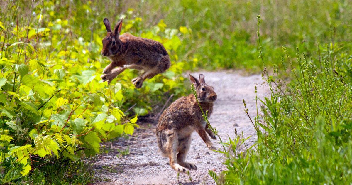 Wild Toronto: Rabbits are hopping at the Leslie spit