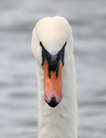 Tony the swan is attacking Sea-Doos in Toronto’s harbour. What’s got him so angry?