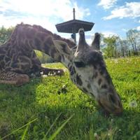 Toronto Zoo announces sudden, &lsquo;heartbreaking&rsquo; death of giraffe Kiko