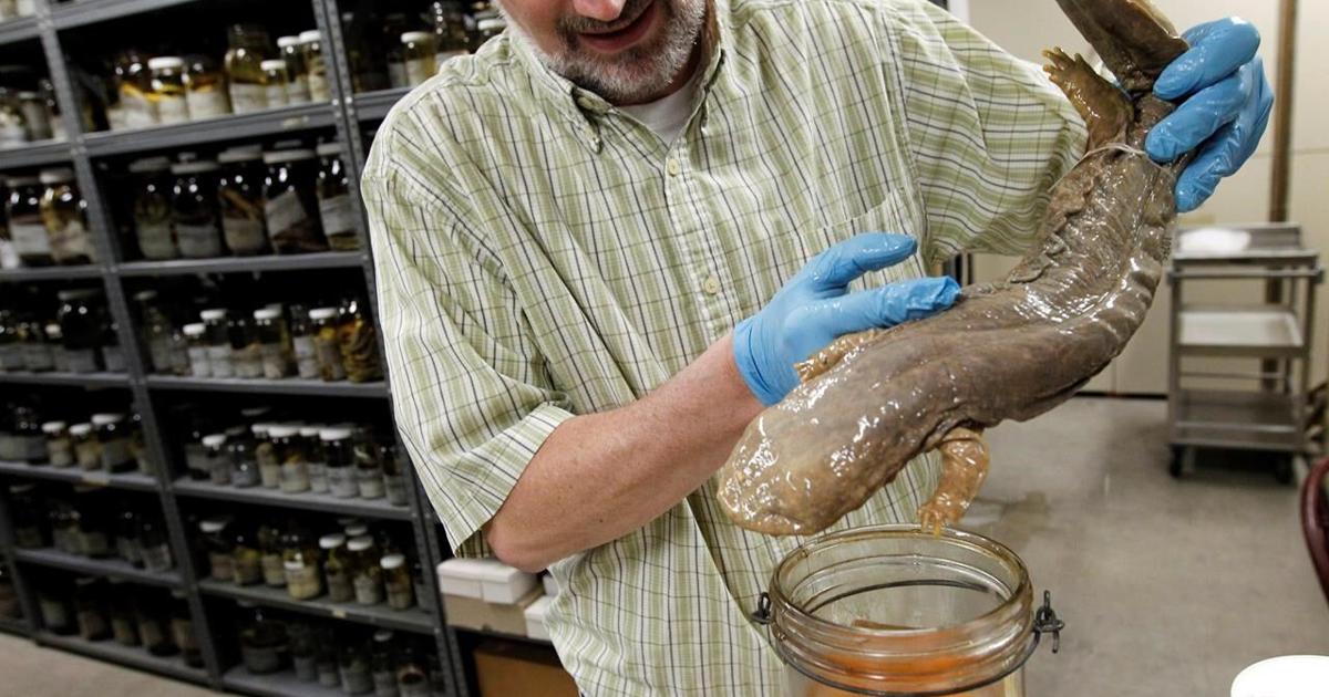 Amphibia Snot โSnot otterโ named Pennsylvaniaโs official amphibian