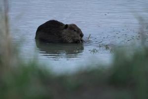 Bringing more beavers to watersheds is a powerful drought-fighting tool, experts say