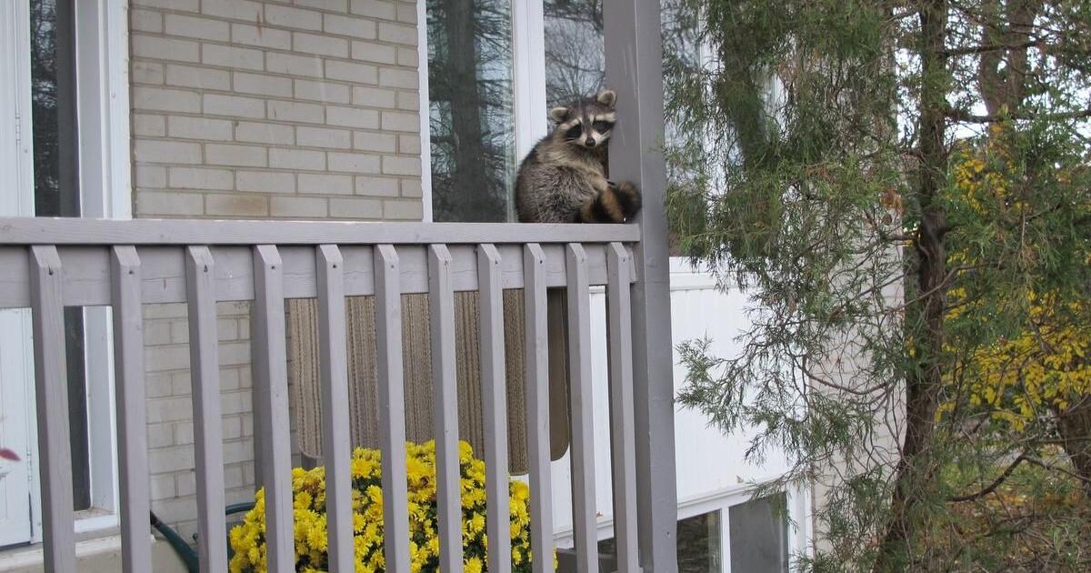 Why would a raccoon hang out on a Toronto porch during the day?