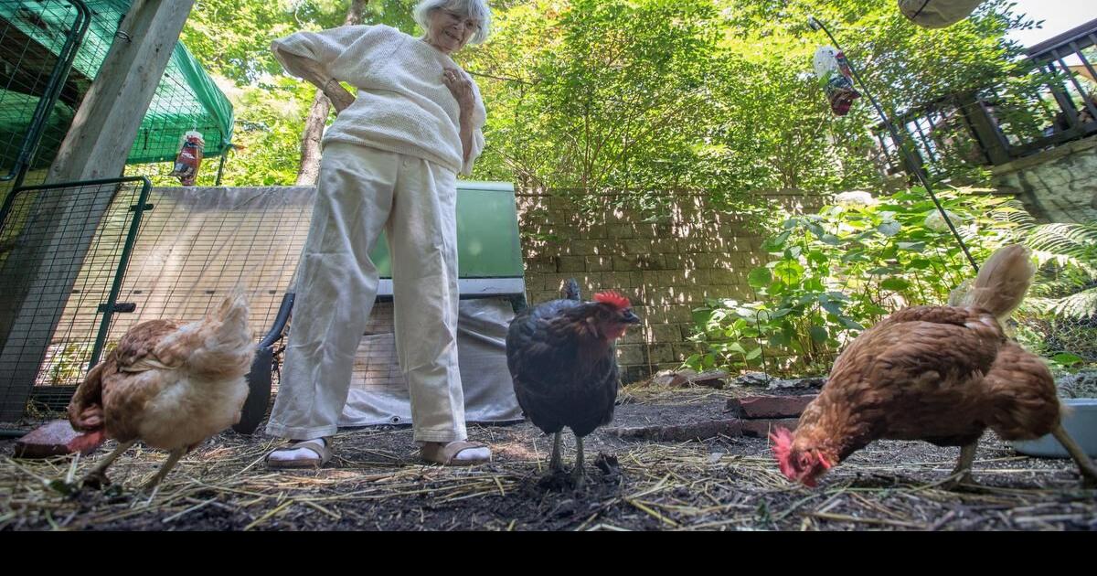 Victory! Toronto City Council Ends Backyard Hen Pilot Program - Animal  Justice