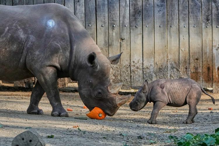Critically endangered baby black rhino makes its debut at Cleveland zoo