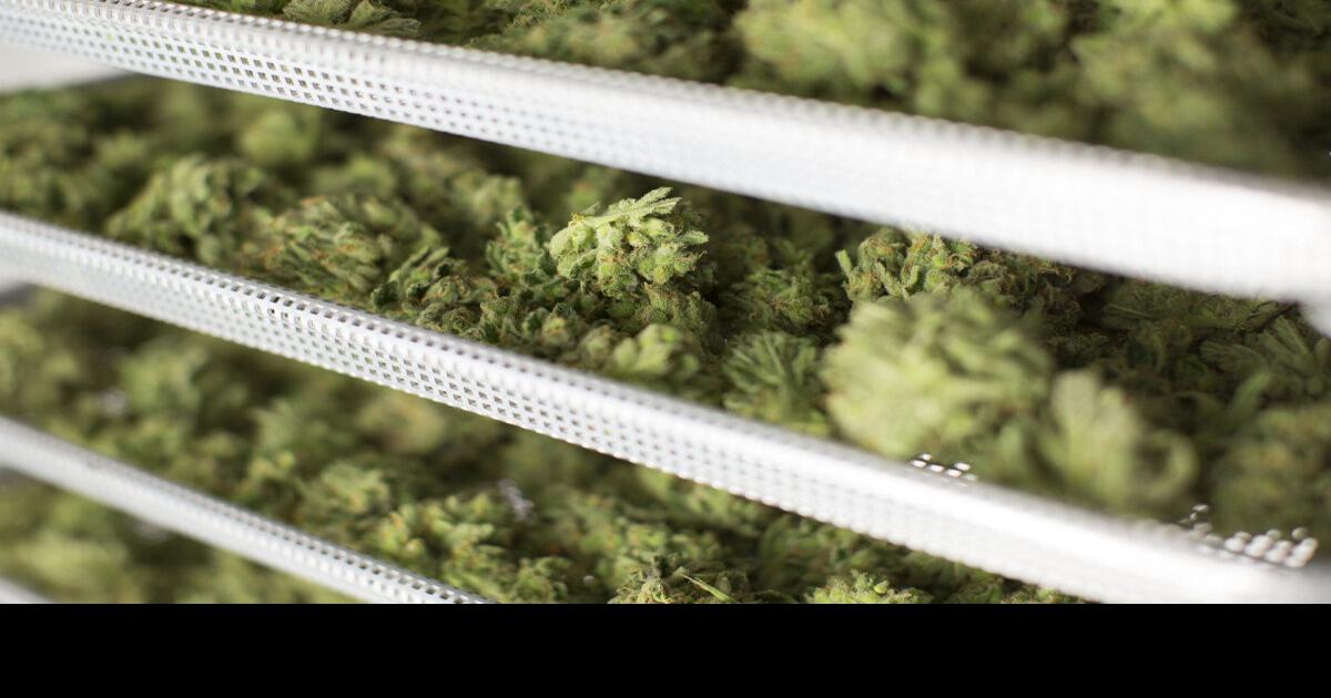 Earth & Ivy Cannabis Dispensary & Weed Delivery New Brunswick New Brunswick marijuana facility to get $4M from province