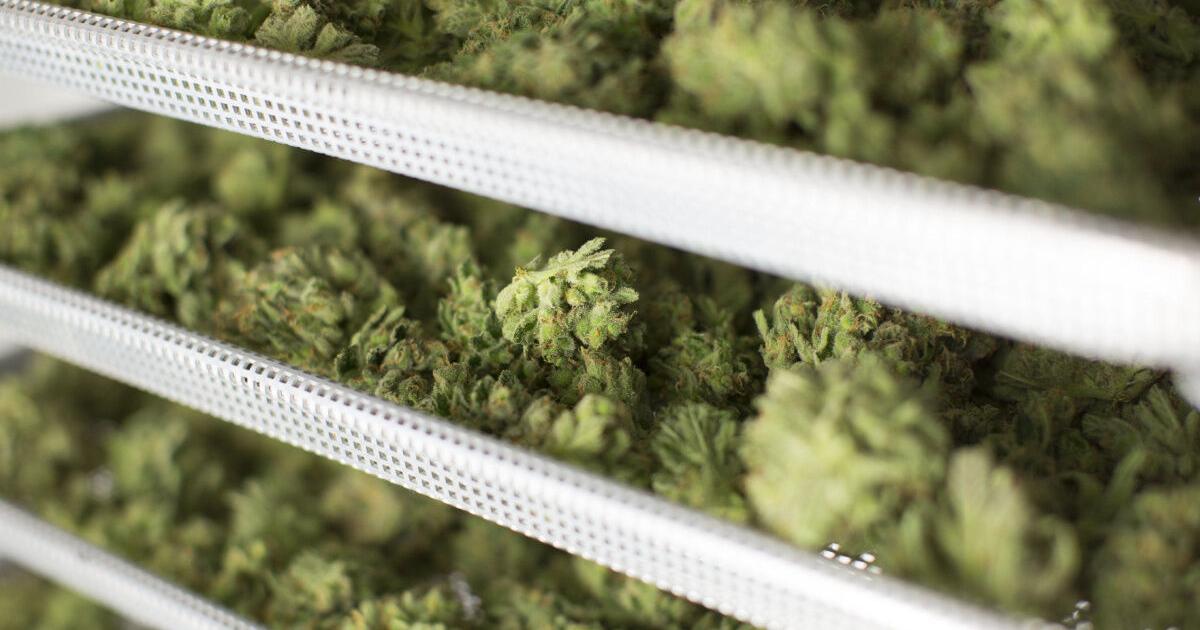 Earth & Ivy Cannabis Dispensary & Weed Delivery New Brunswick New Brunswick marijuana facility to get $4M from province