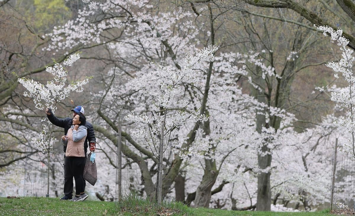 MLB - The D.C. Cherry Blossoms have arrived early this