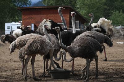 Avian-Flu-Ostrich 20250518.JPG