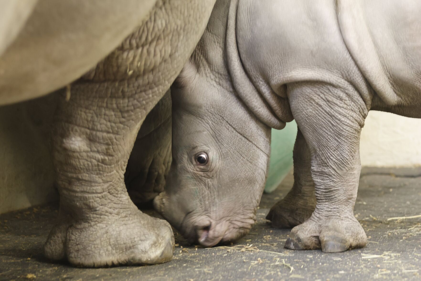 Toronto Zoo's white rhino baby named after Swahili word