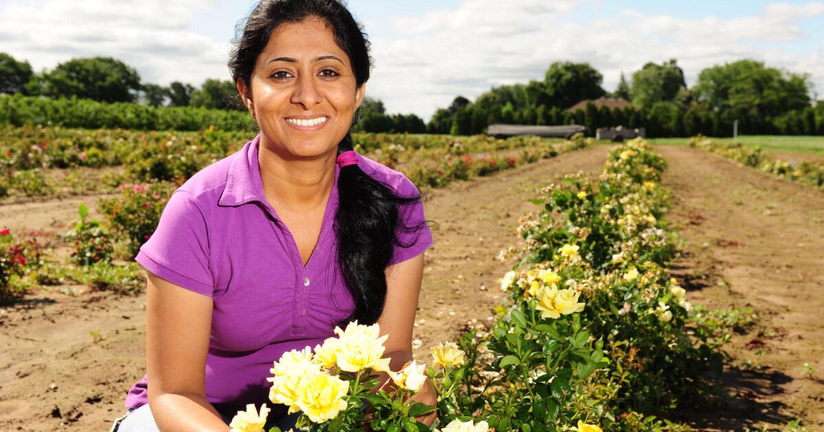 Rose Canady Celebrate Canada's 150th with a Canadian Shield rose: Real Dirt