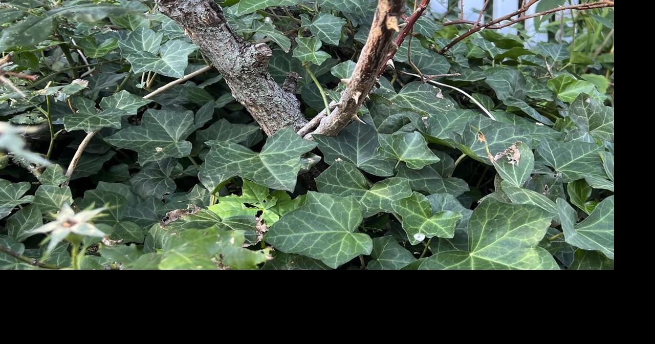 Invasive and ubiquitous, English ivy can hurt trees and plants. Removing it isn't easy