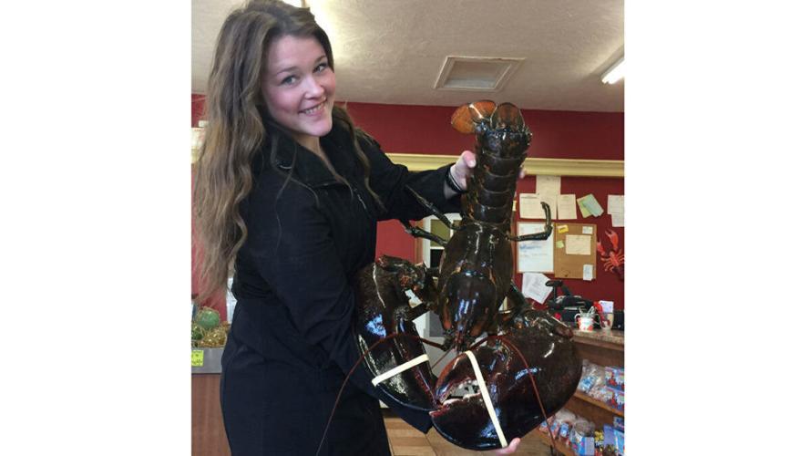 ‘King Louie,’ the 23pound Bay of Fundy lobster set free by vegan