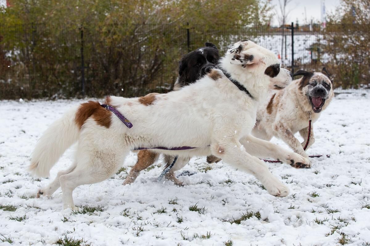 Three st bernards cheap for adoption