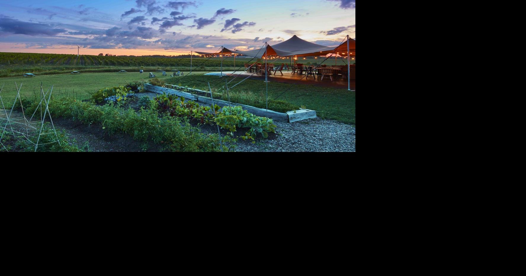 At these Niagara wineries, world-class wines meet top-notch dining, panoramic views — and famous butter tarts
