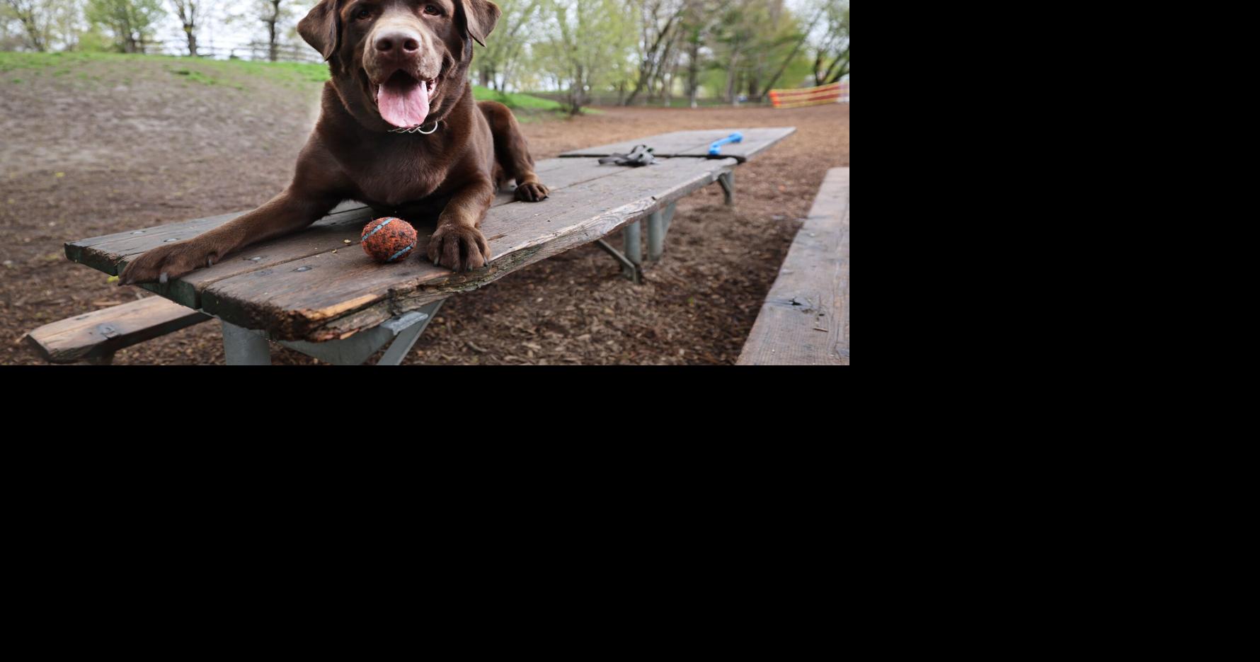 The most popular dog breeds in Toronto by neighbourhood
