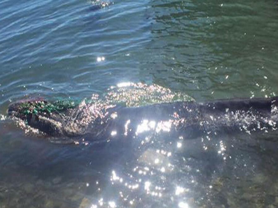 Tangled whale came to Nova Scotia waterfront looking for help
