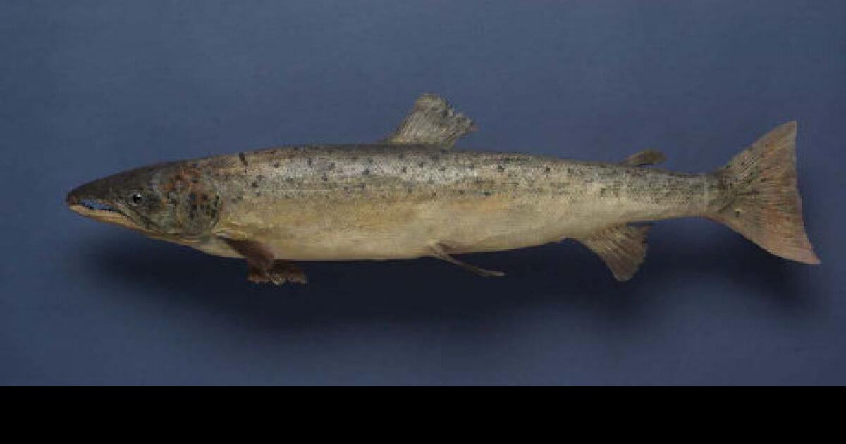 Study sheds light on extinct Lake Ontario salmon