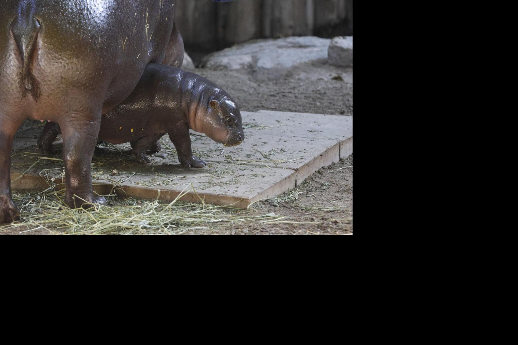 Maple the baby pygmy hippo loves belly rubs and sleeping. Why she’s a 'massive victory' for the Toronto Zoo