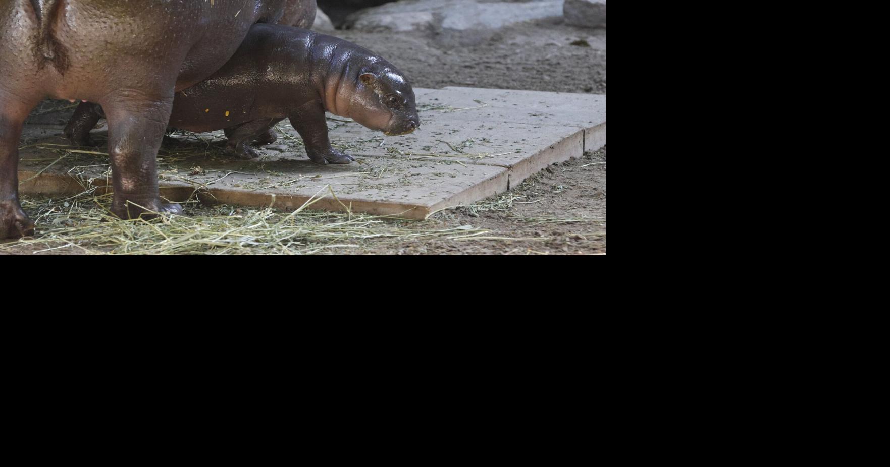Maple the baby pygmy hippo loves belly rubs and sleeping. Why she’s a ‘massive victory’ for the Toronto Zoo - Toronto Star