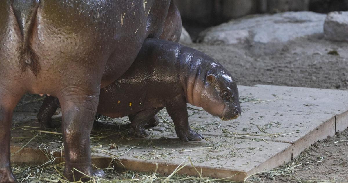 Maple the baby pygmy hippo loves belly rubs and sleeping. Why she’s a ‘massive victory’ for the Toronto Zoo - Toronto Star