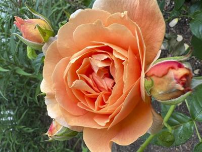 Some plants cause more suffering than others for gardeners with pollen allergies