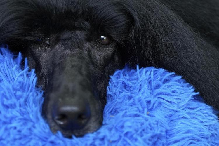 At Westminster dog show, a display of dogs and devotion