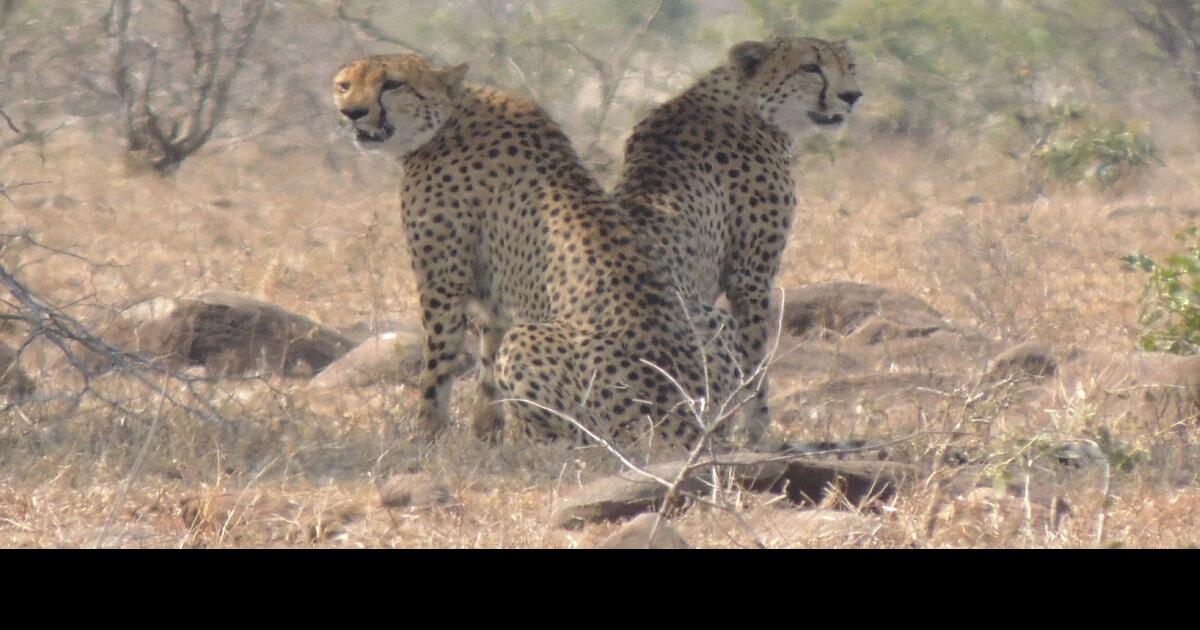 Cheetah numbers decline with just 7,100 left in the wild, study says