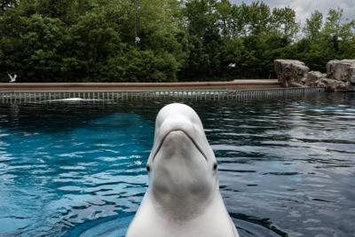 'It's just terrible over there,' Premier Doug Ford says of Marineland