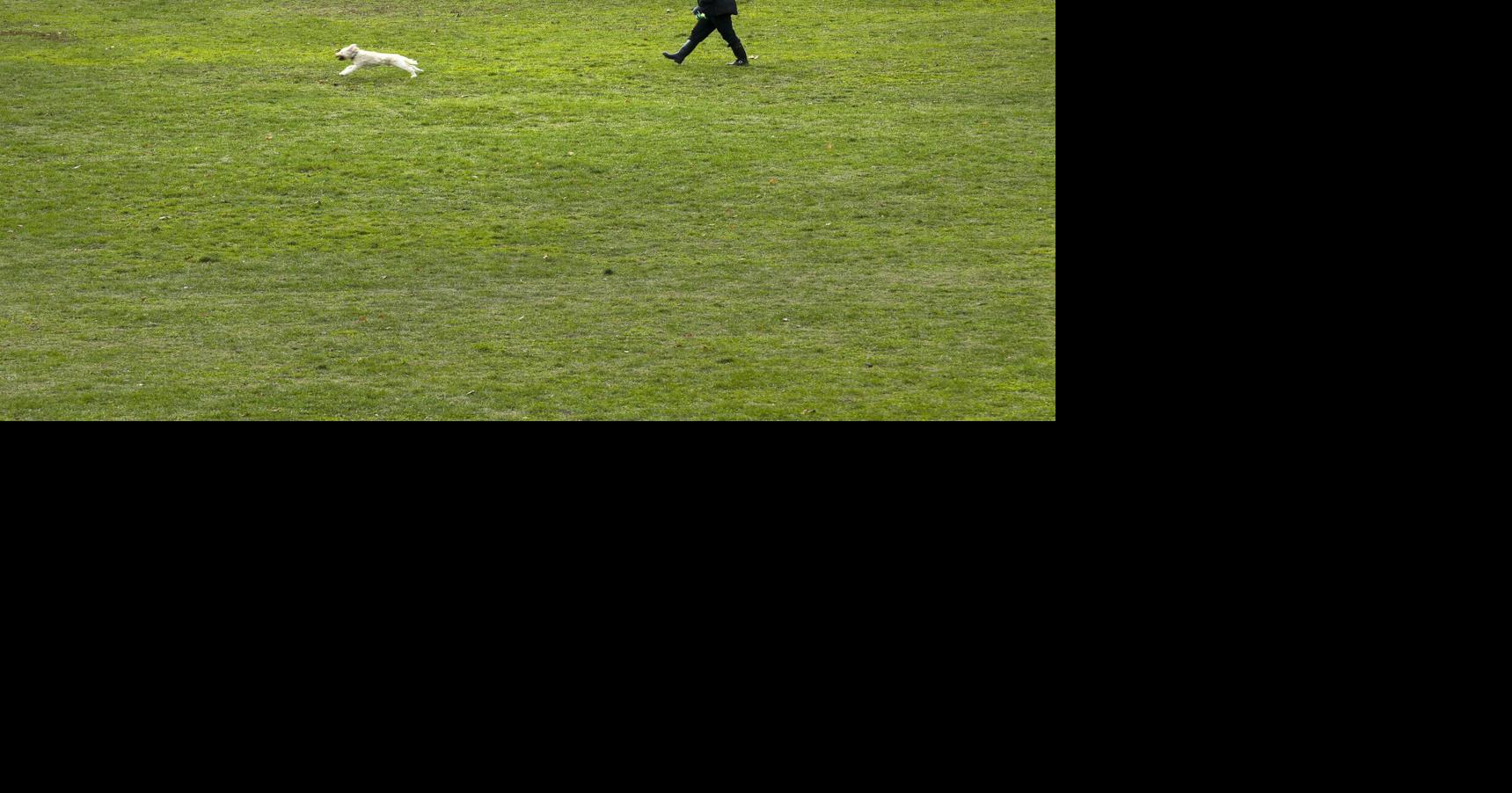 Shawn Micallef: Doug Ford wants to ‘Protect Ontario’ parks? Then he should rein in off-leash dogs