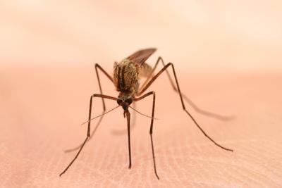 mosquito.JPG