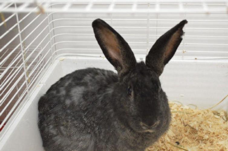 37 neglected animals recovered on rural Milton property