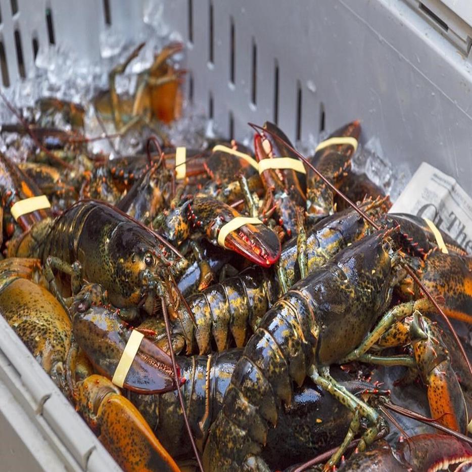 Where to find and catch Crayfish in Calgary