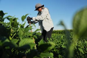 Scientists hope deeper-rooted soybeans can withstand climate extremes and store more carbon