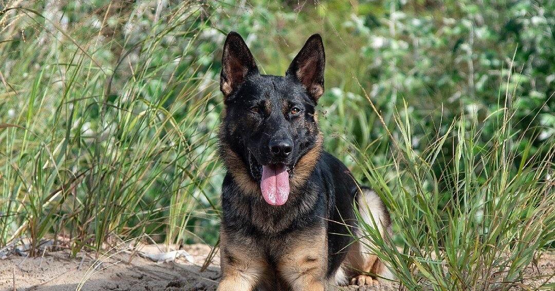 Niagara police dog tracks down break and enter suspects in Welland