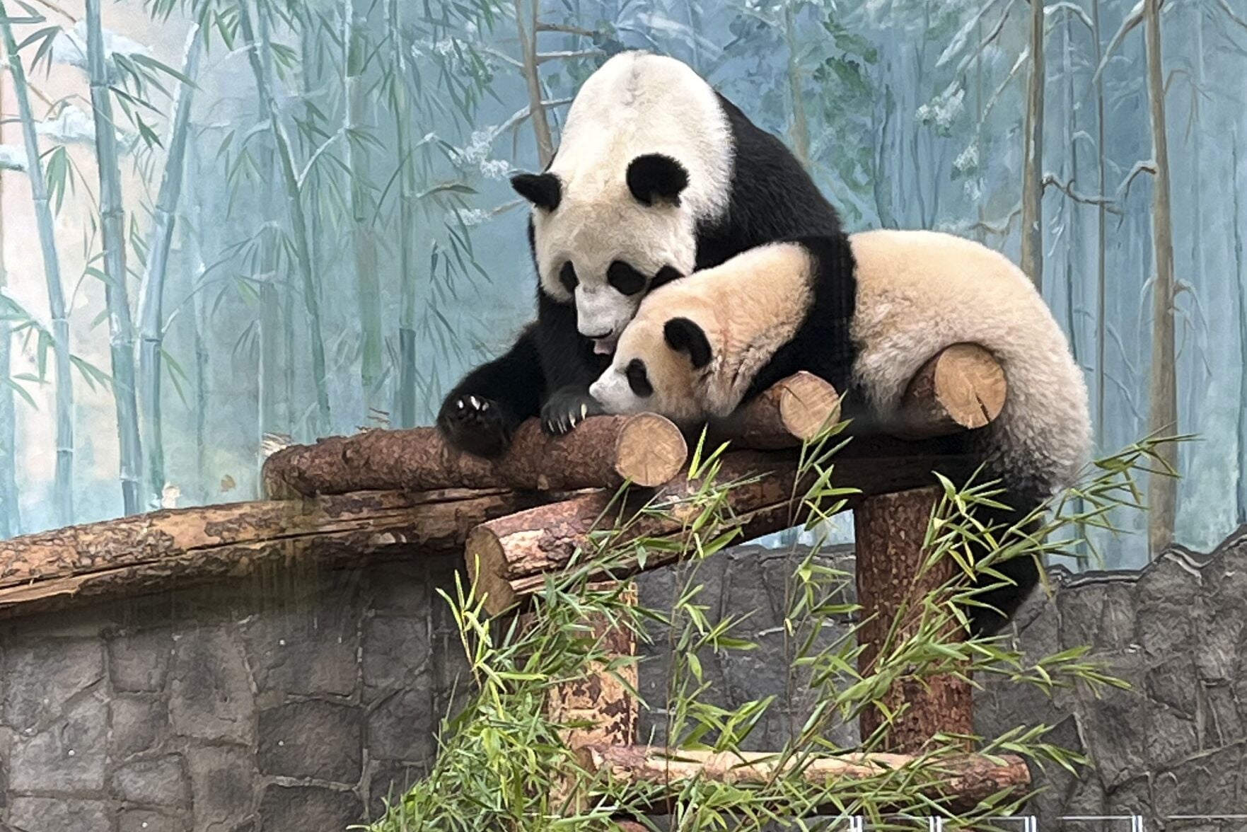 Beware: that giant zoo panda may be your neighbour's dog