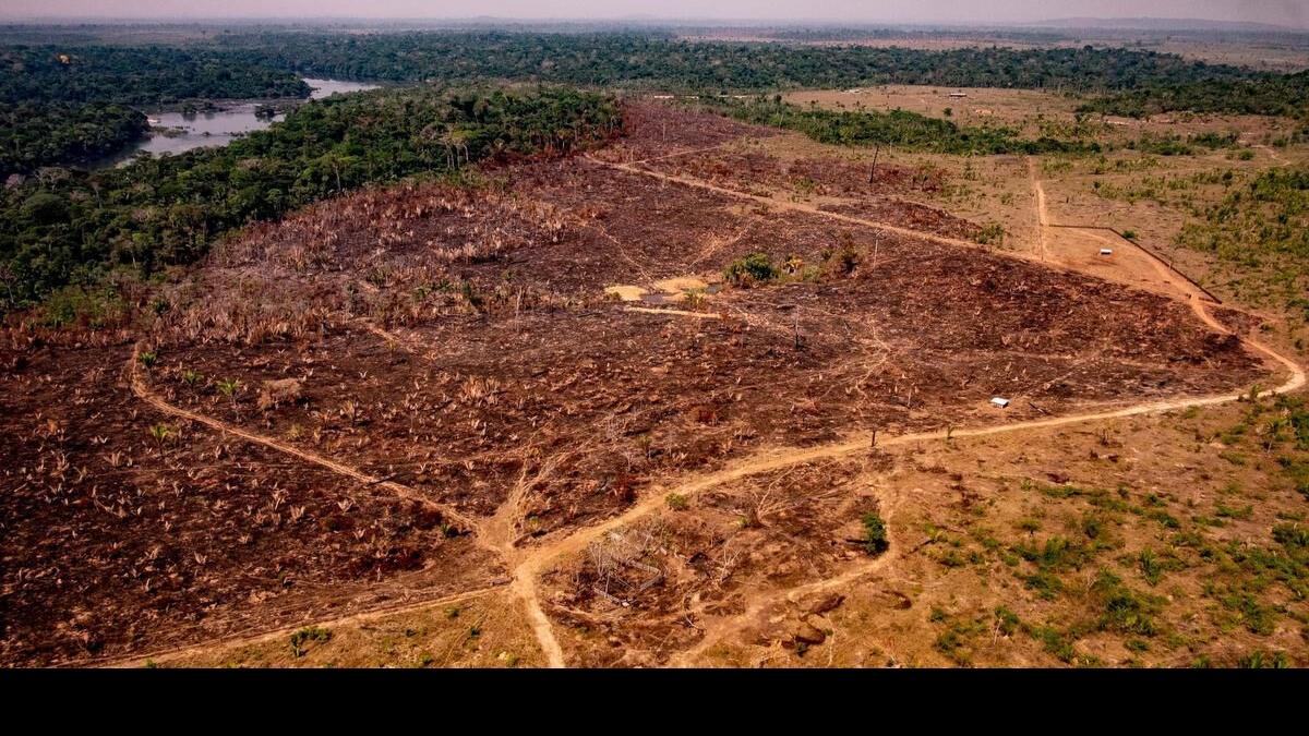 With five million hectares cleared every year, deforestation is