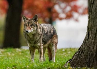 Coyote bites 12-year-old boy north of ѻý: police (copy)