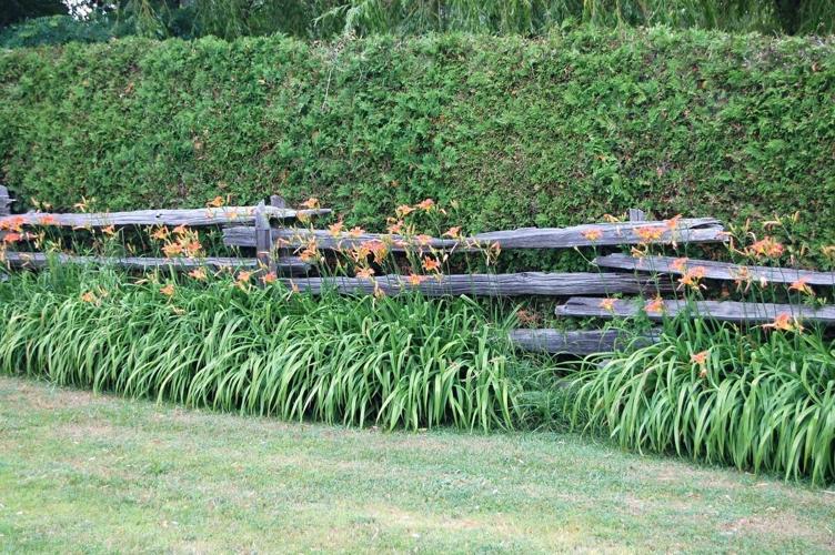 If fences make good neighbours, a fruitbearing hedge can make even