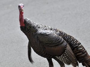 Wild turkey that chased residents of small Quebec town killed by slingshot image