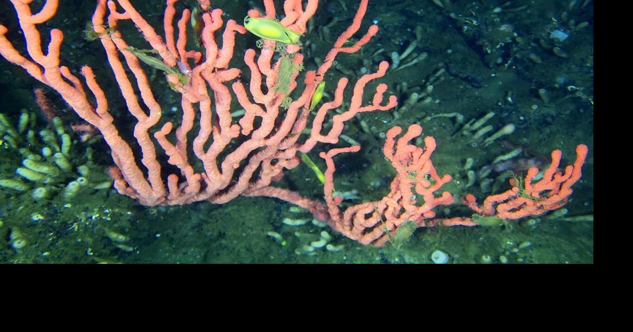 Coral reef that 'shouldn't exist' thrives off B.C.'s Pacific Ocean ...