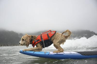 Photos of surfing dogs hanging ten in annual competition