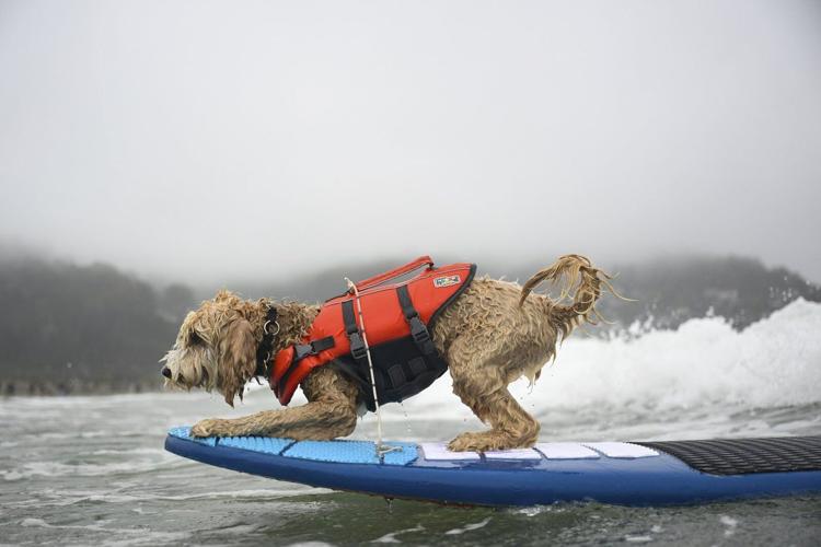 Photos of surfing dogs hanging ten in annual competition