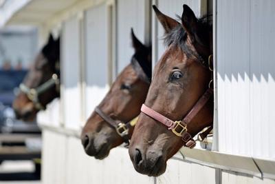 Apex upsets Endurance to win record-breaking Mohawk Million