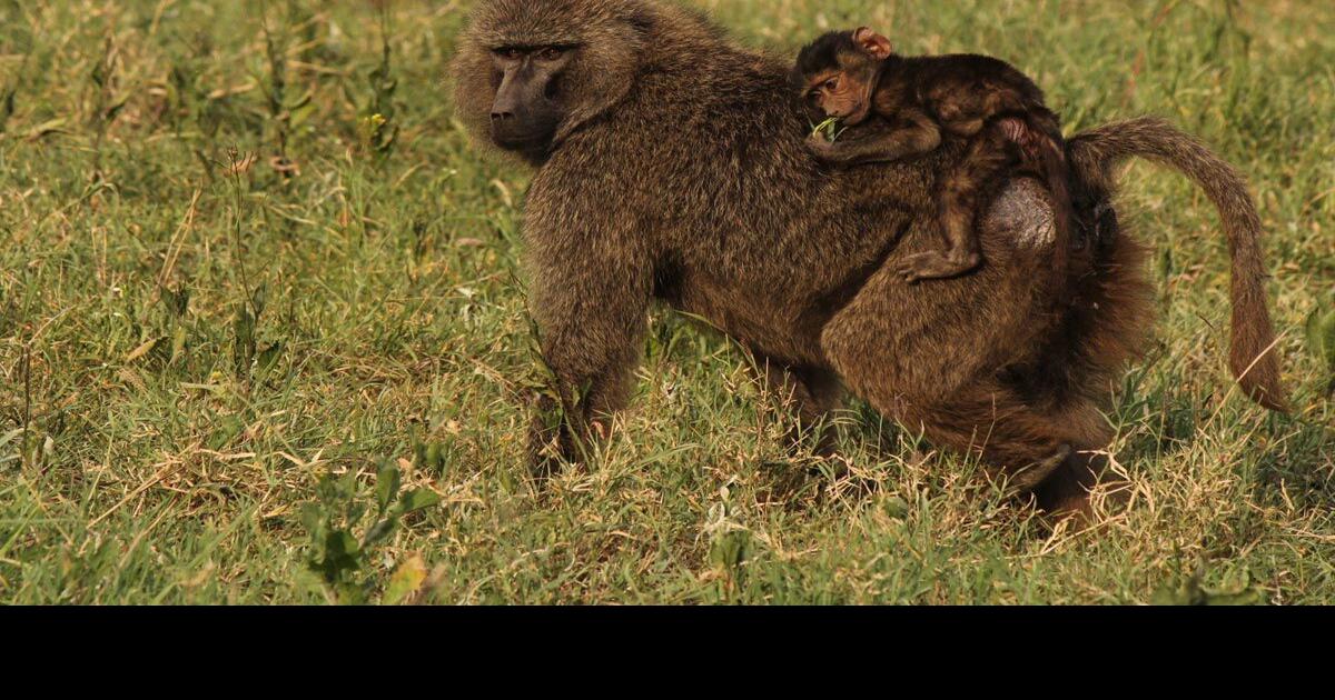 Piggy Back Ride Baboon Style
