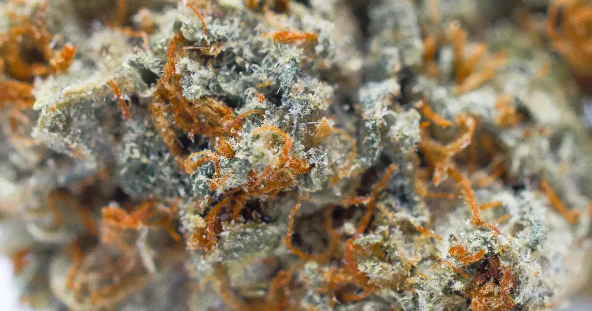 Tcha THCA flower: an in-depth look at a distinct cannabis compound
