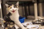 Montreal SPCA calls to end rental rules that bar pets as abandoned animal tally soars
