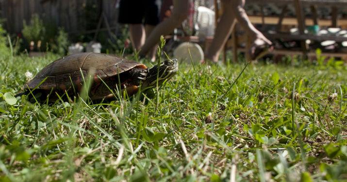 Ailsa Craig turtle races jeopardized by backlash