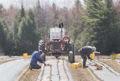 Canada's foreign worker program 'breeding ground' for modern slavery: report